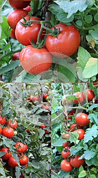 Ripe red tomatoes on the bush large ripe in the garden