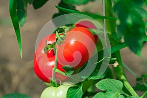 Ripe red tomatoes in a garden on a branch