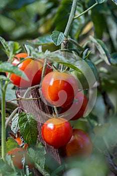 Ripe red tomatoes in the garden at summer