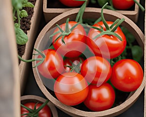 Ripe red tomatoes are on the green foliage background.