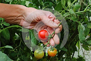 Ripe red tomatoes and green on the same branch. juicy tomatoes in greenhouse. hands touch ripe red tomato on a branch