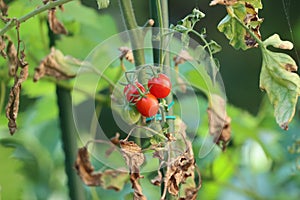 Ripe red tomatoes growing in the garden