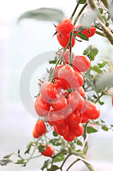 ripe red tomatoes growing on the vine in greenhouse .Ripe organic tomatoes in garden ready to harvest . Selected focus on