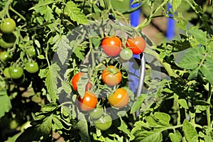 Ripe red tomatoes hang on the branches of a tomato bush