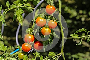 Ripe red tomatoes hang on the branches of a tomato bush