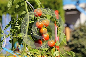 Ripe red tomatoes hang on the branches of a tomato bush in the garden