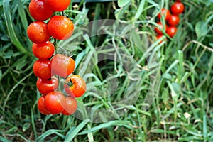 Ripe red tomatoes hanging on the green foliage background, hanging on tomato bush in the garden
