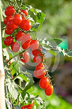 Ripe red tomatoes are hanging on the tomato tree in the garden