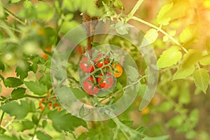 Ripe red tomatoes hanging on tomato tree in the garden