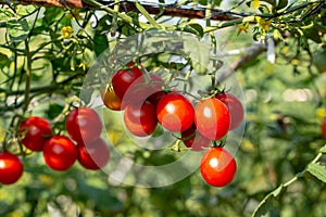 Ripe red tomatoes are hanging on the tomato tree in the garden