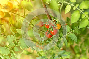 Ripe red tomatoes hanging on tomato tree in the garden with burning sun