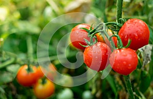 Ripe red tomatoes hanging on the vine of a tomato tree in the garden