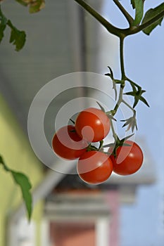 Ripe red tomatoes in small urban garden on the balcony