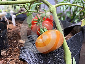 Ripe red tomatoes with unique pumpkin-like shapes are on a background of green leaves.