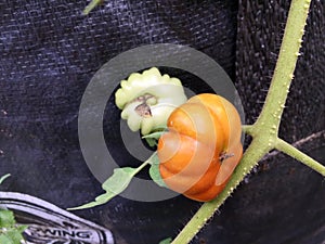 Ripe red tomatoes with unique pumpkin-like shapes are on a background of green leaves.