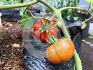 Ripe red tomatoes with unique pumpkin-like shapes are on a background of green leaves