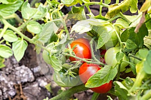 Ripe red and unripe green tomatoes in the greenhouse