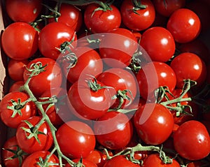 Ripe Red Vine Tomatoes