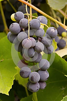 Ripe red, Vitis vinifera grape, vertical