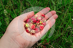 Ripe red wild meadow strawberry or Fragaria viridis
