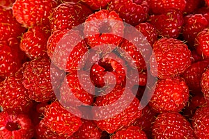 Ripe red wild raspberries