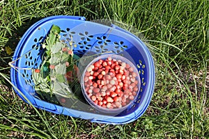 Ripe red wild strawberry in a basket on a grass