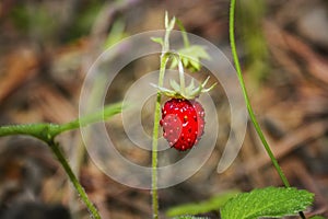 Ripe red wild strawberry berry on a blurred green background
