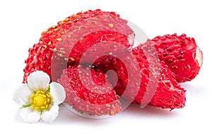 Ripe red wild strawberry with strawberries flower isolated on white background