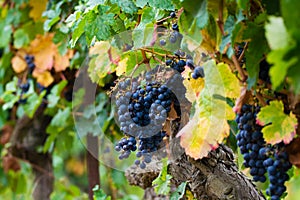 Ripe red wine grape ready to harvest