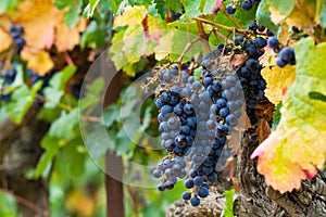 Ripe red wine grape ready to harvest