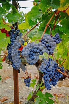 Ripe red wine grape ready to harvest