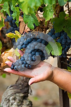 Ripe red wine grape ready to harvest