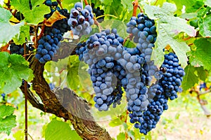 Ripe red wine grape ready to harvest