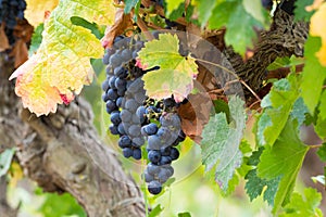 Ripe red wine grape ready to harvest