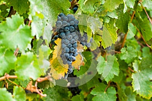 Ripe red wine grape ready to harvest