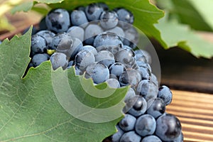 Ripe red wine grape on wooden background