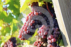 Ripe Red Wine Grapes