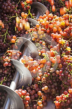 Ripe red wine grapes being processed in a stainless steel crushing machine. Winery winemaking crush.