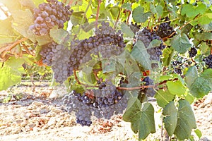 Ripe red wine grapes before harvest in a vineyard at a winery, rural landscape for viticulture and agricultural wine production in