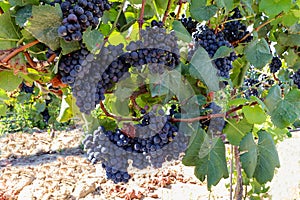 Ripe red wine grapes before harvest in a vineyard at a winery, rural landscape for viticulture and agricultural wine production in