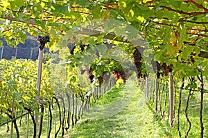 Ripe red wine Grapes in Italy photo