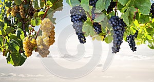 Ripe red wine and white wine grapes in a vineyard before harvest, viticulture with wine tasting in a winery photo