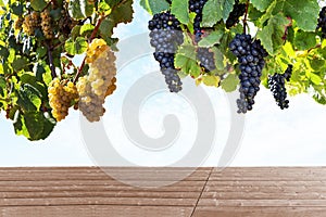 Ripe red wine and white wine grapes in a vineyard before harvest, viticulture with wine tasting in a winery photo