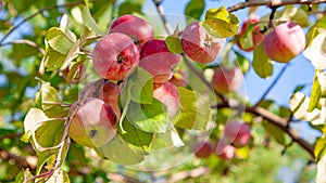 Ripe red-yellow apples on a branch