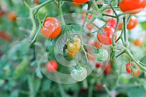 Ripe red and yellow and green cherry tomatoes on branches, close-up. Horizontal composition with a tomato bush and