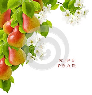 Ripe red yellow juicy pear fruit group on a branch with flowers and green leaves isolated on a white background as a frame.