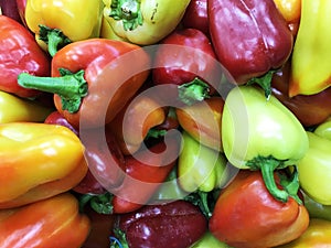 Ripe red, yellow pepper with green twigs,