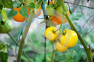 Ripe red and yellow tomatoes hanging on the branch in the garden