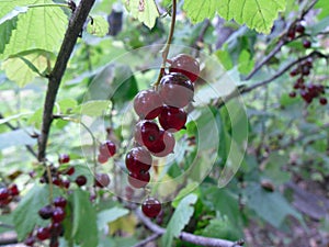 Ripe redcurrant berry