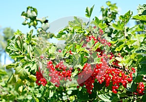 Ripe redcurrant, or red currant Ribes rubrum berries harvest on the red currant  bush in garden photo